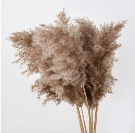 Pampas séché pour une belle décocration - decosejour